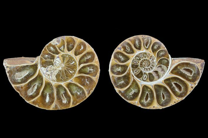 Cut & Polished, Agatized Ammonite Fossil - Jurassic #100534